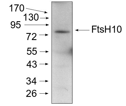 western blot detection using anti-FtsH10 antibodies